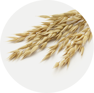 Picture of oat grains